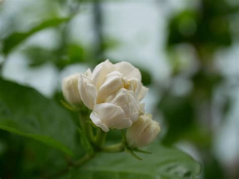 種茉莉花|ジャスミン(茉莉花)の育て方｜植え替えや剪定のコツ 